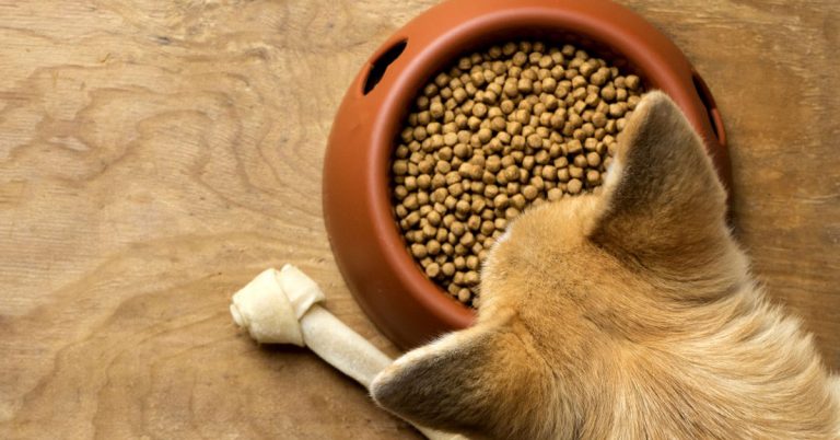 An overhead view of a dog's head hovering over a bowl of kibble.