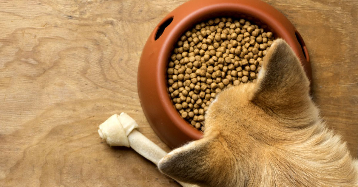 An overhead view of a dog's head hovering over a bowl of kibble.
