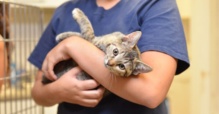 A person holding a cat. | Diamond Pet Foods