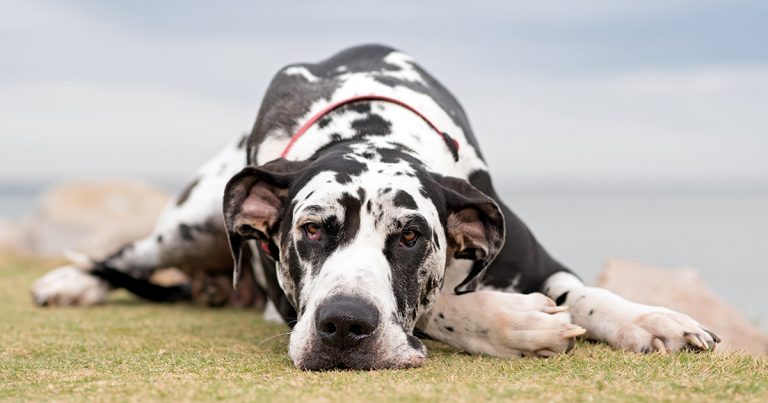 A Great Dane lying on the ground looking sad.
