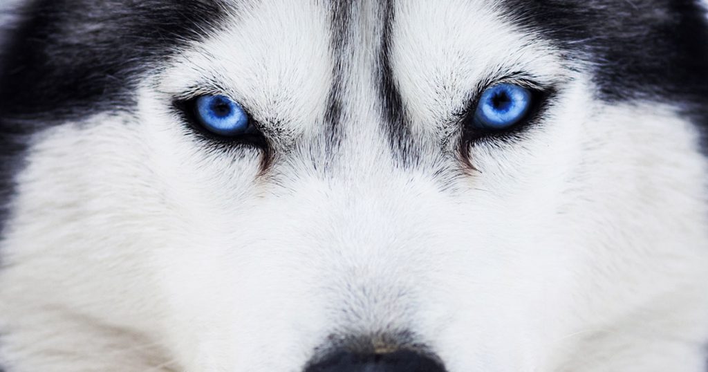 The Science Behind a Dog’s Blue Eyes Diamond Pet Foods
