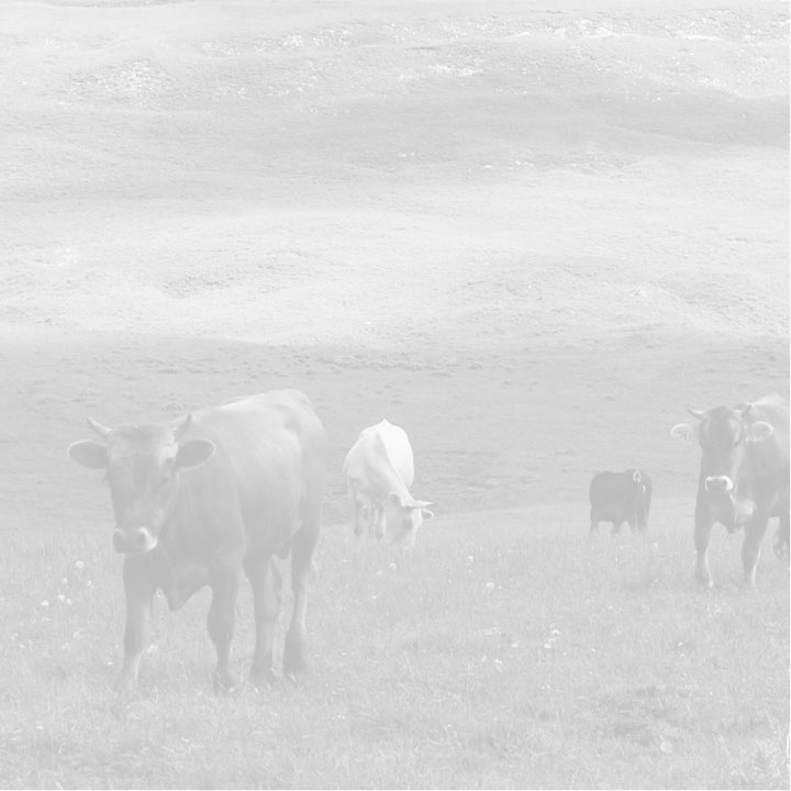 Pasture-Raised Beef Protein background
