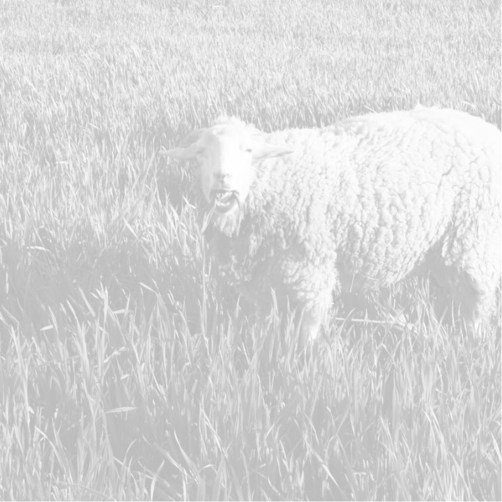 Pasture-Raised Lamb Protein background