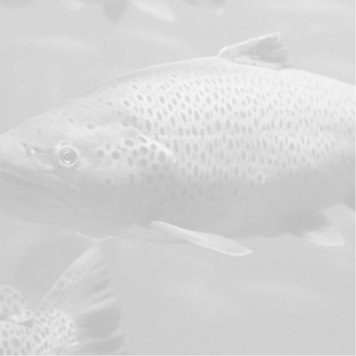 Diamond Naturals Dog Food Diamond Pet Foods