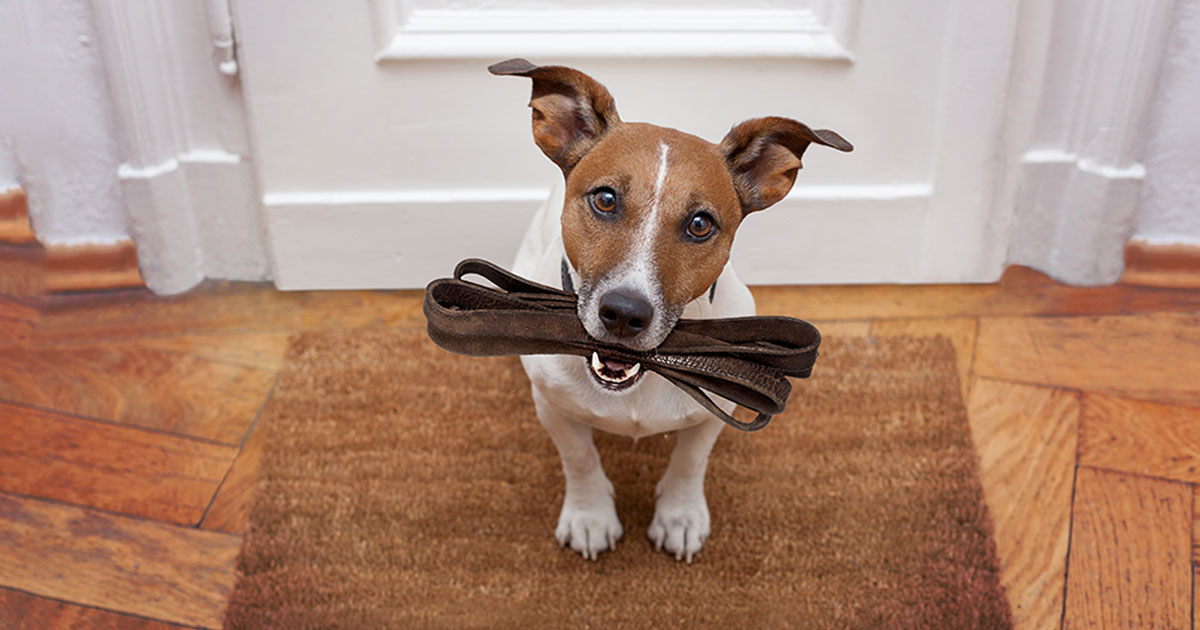 Dog Holding Leash in Their Mouth | Diamond Pet Foods