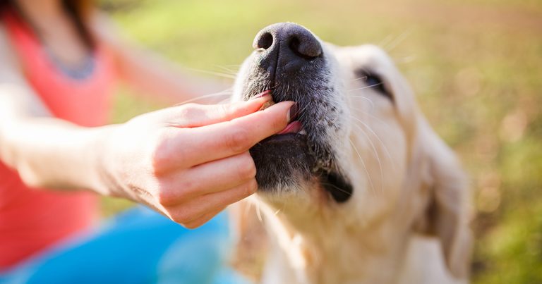 A close-up of a dog being fed a treat by a woman.