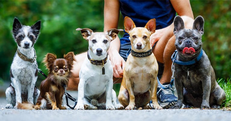 Five different mixed-breed dogs standing next to each other in front of their owner.