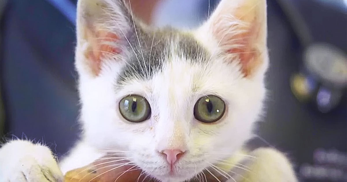 A close-up of a kitten's face. | Diamond Pet Foods