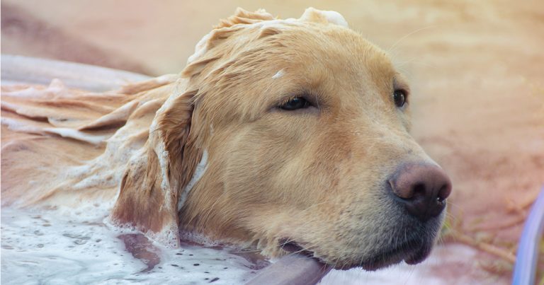 A dog taking a bath. | Diamond CARE