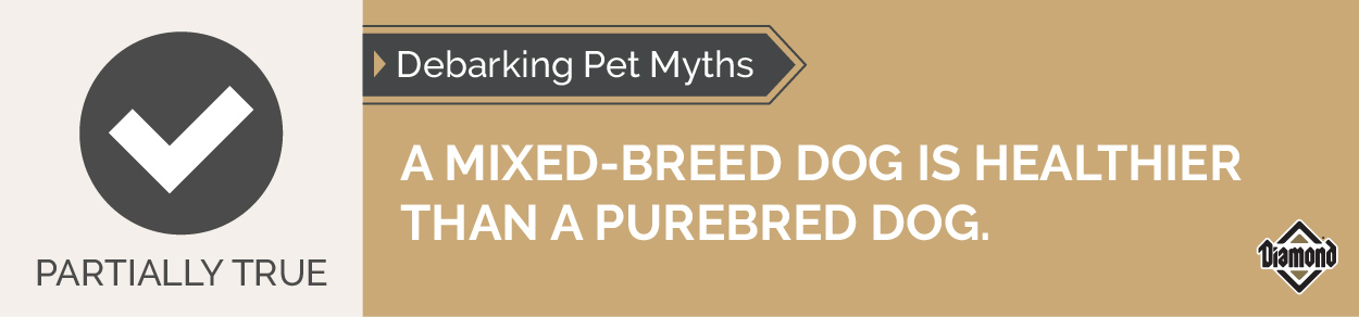 An interior graphic with text that reads, 'Debarking Pet Myths: A mixed-breed dog is healthier than a purebred dog — Partially True'.