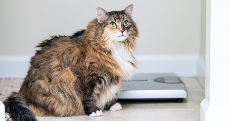 An overweight cat next to a scale. | Diamond CARE