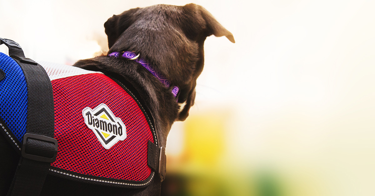A dog wearing a Diamond Pet Foods vest.
