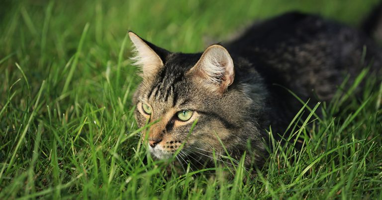 A cat lying low in grass at nighttime.