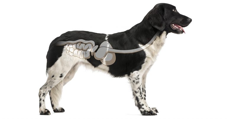 A diagram of a dog's digestive system. | Diamond CARE