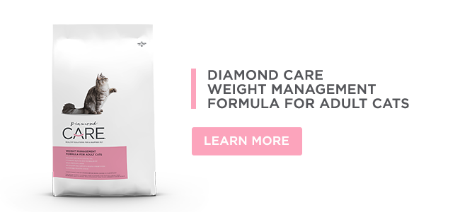 Diamond CARE Weight Management Formula for Adult Cats | Diamond Pet Foods
