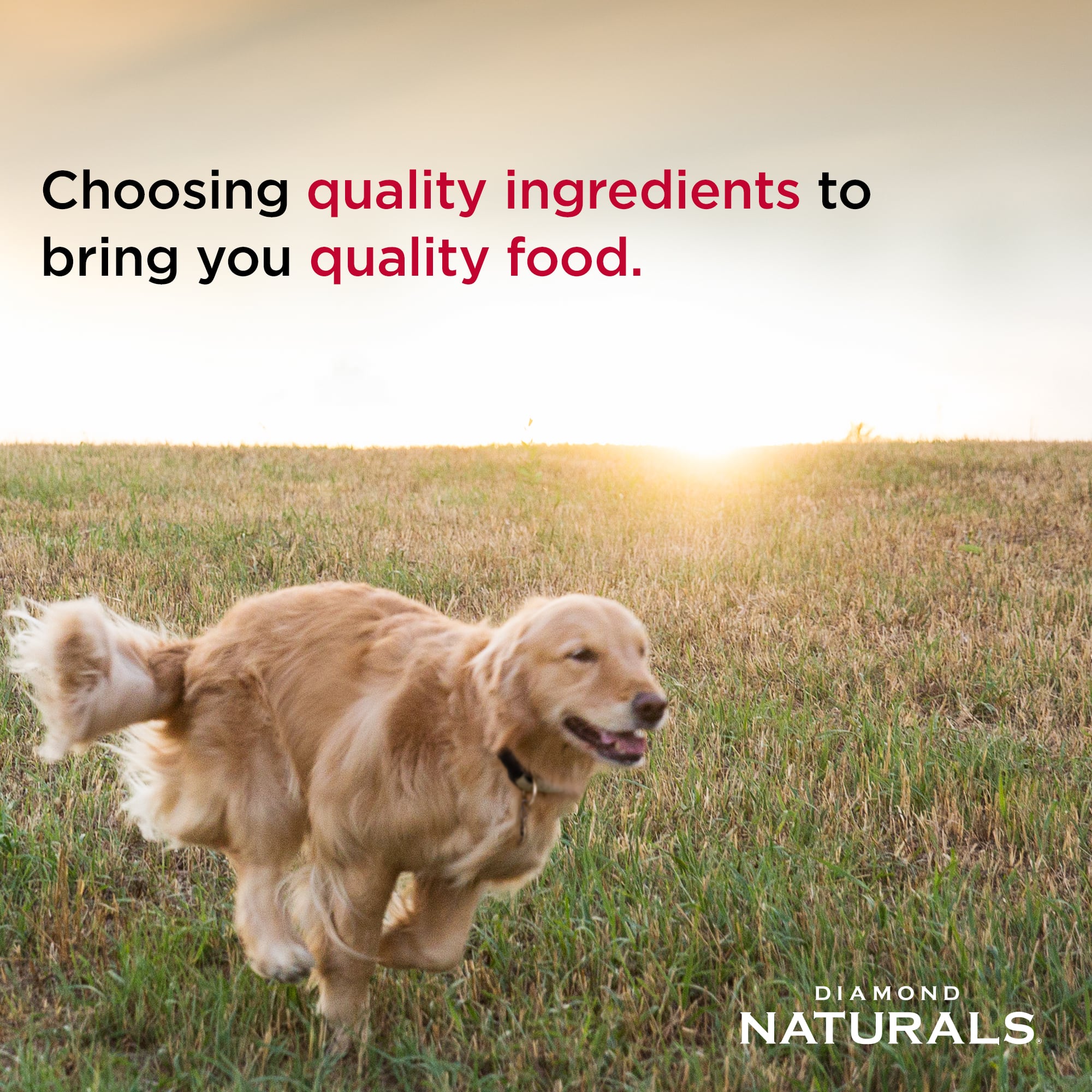 A golden retriever running through a field.
