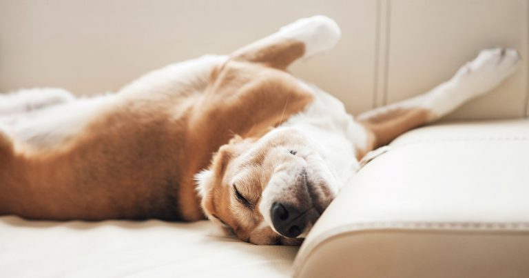 Foster Beagle Sleeping on Sofa | Diamond Pet Foods