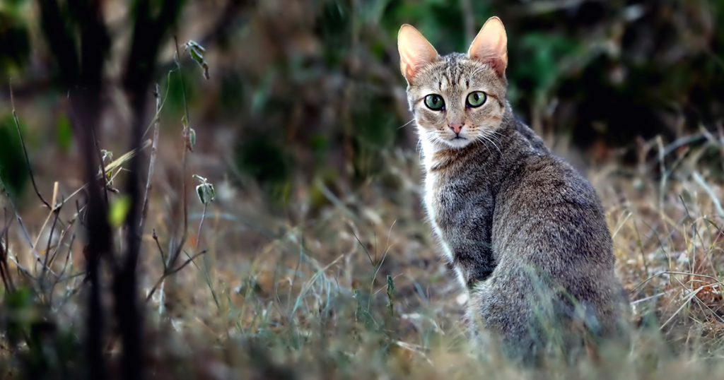 Are Pet Cats Descended from Lions and Tigers? Diamond Pet Foods