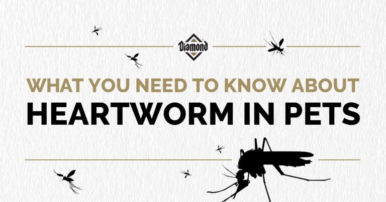 What You Need to Know About Heartworm in Pets Header Image