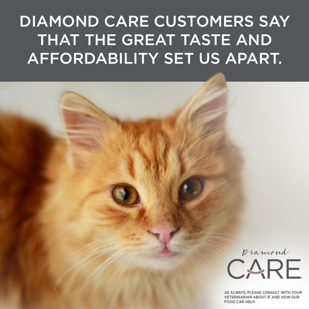yellow tabby | Diamond CARE