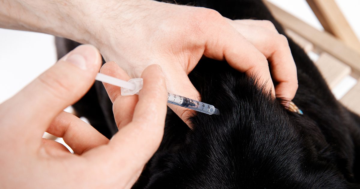 A black dog getting an insulin shot from a needle.