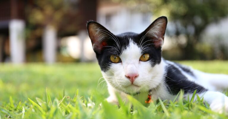 A white and black cat lying in green grass.