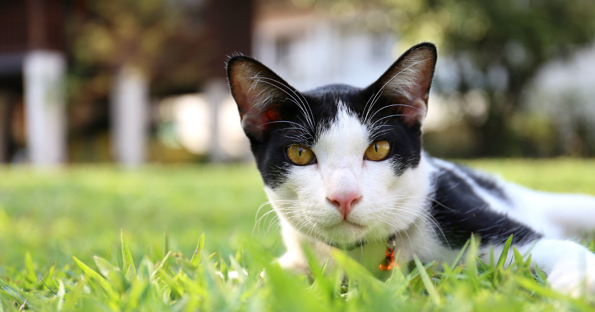A white and black cat lying in green grass.