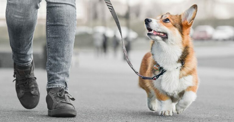 A corgi walking on a leash on the street next to its owner.