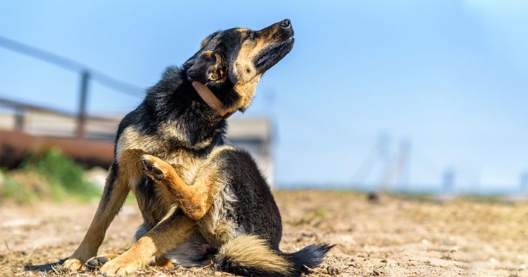 A black and tan dog sitting in the dirt itching its fur.