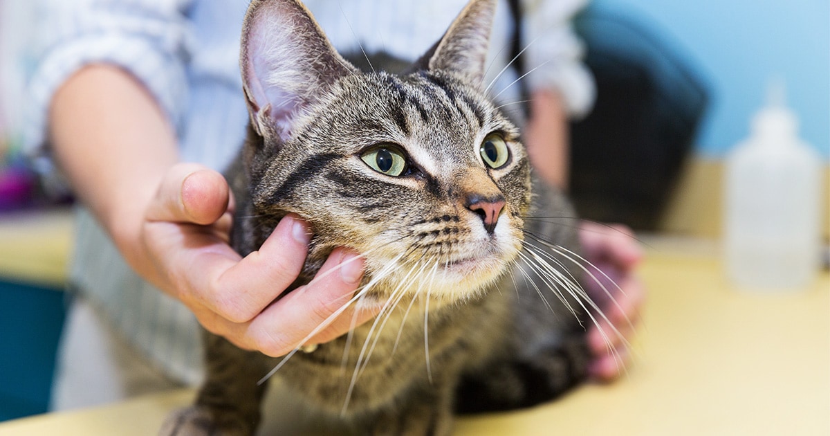 A cat having its face and throat examined by someone.
