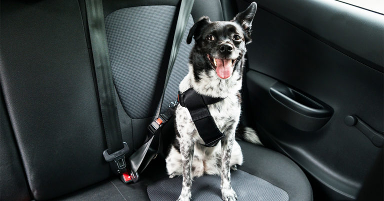 A dog sitting in the backseat of a car wearing a dog seatbelt harness.