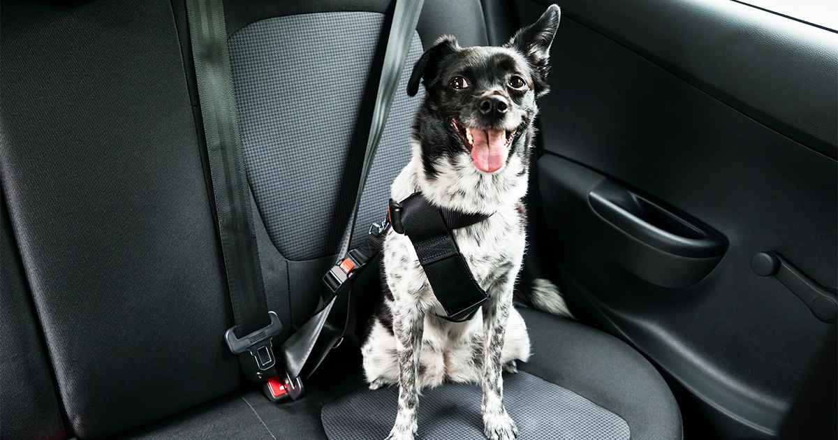 Happy Dog Riding in the Back Seat of a Car Wearing a Dog Seat Belt | Diamond Pet Foods