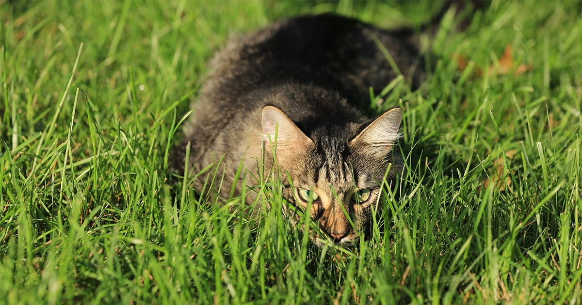 Diamond Pet Foods | Dog & Cat Food of Exceptional Quality