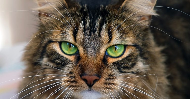A black and brown cat with green eyes and white whiskers.