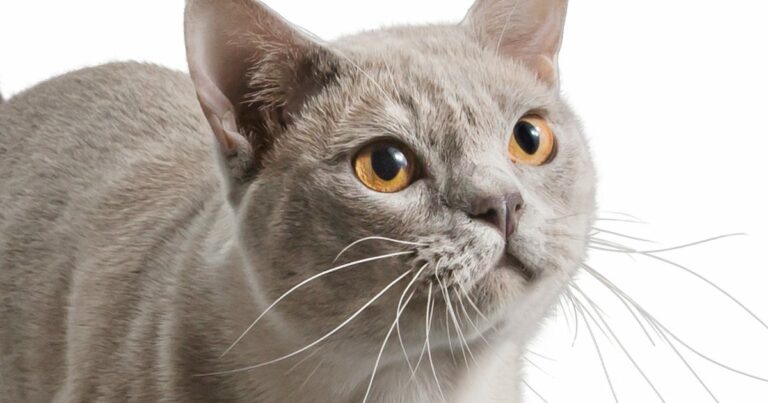 A British shorthair cat looking up.