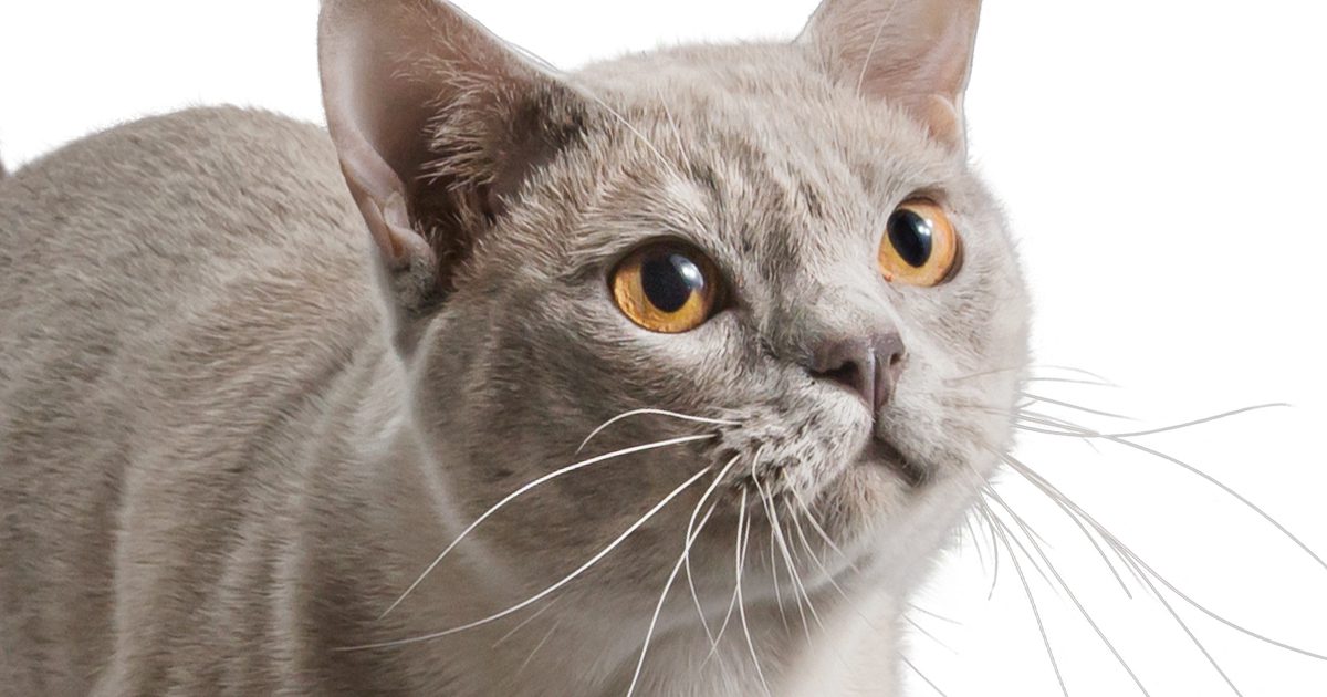 A British shorthair cat looking up.