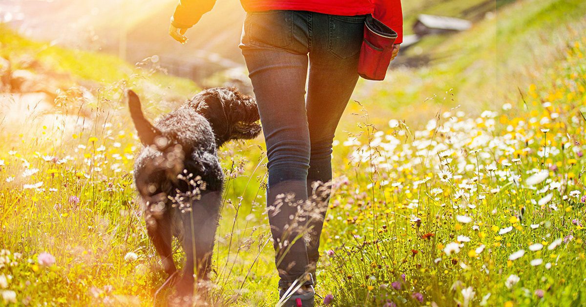 A dog walking next to its owner on a sunny day through a meadow filled with flowers and long grass.