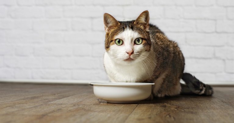 A cat leaning over a food bowl on the floor.