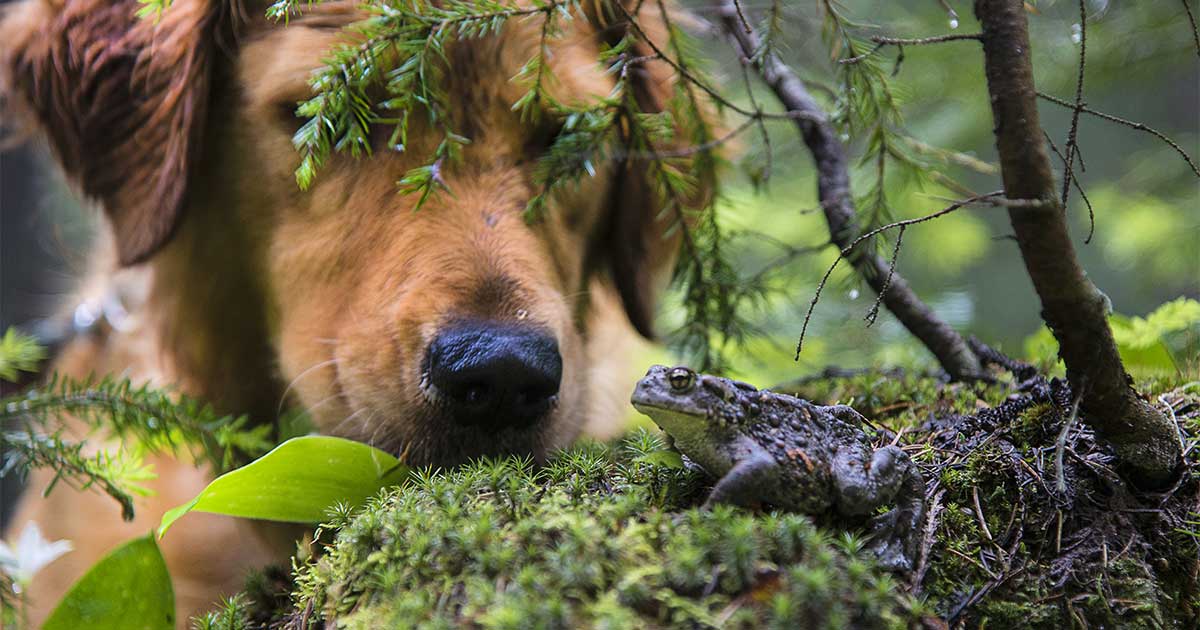 A brown dog staring at a toad in the forest.