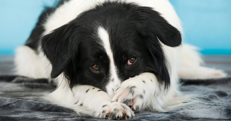 A black and white dog lying on the floor covering its nose with its paws.