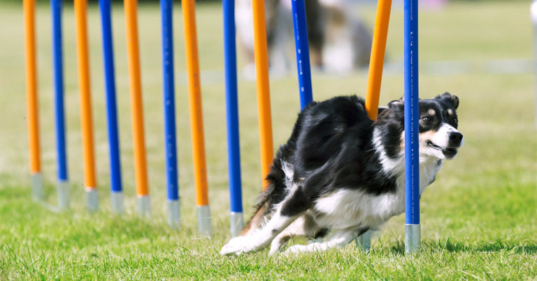 A Border Collie dog running through slalom sticks in an outdoor agility competition.