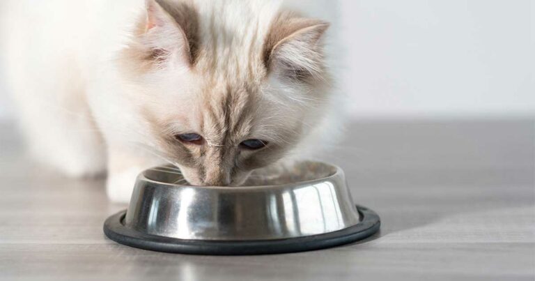 A close-up of a cat bending down to eat food from a metal bowl on the floor.