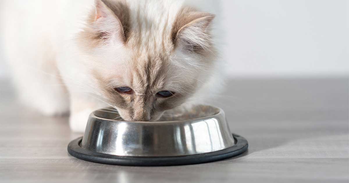 A close-up of a cat bending down to eat food from a metal bowl on the floor.
