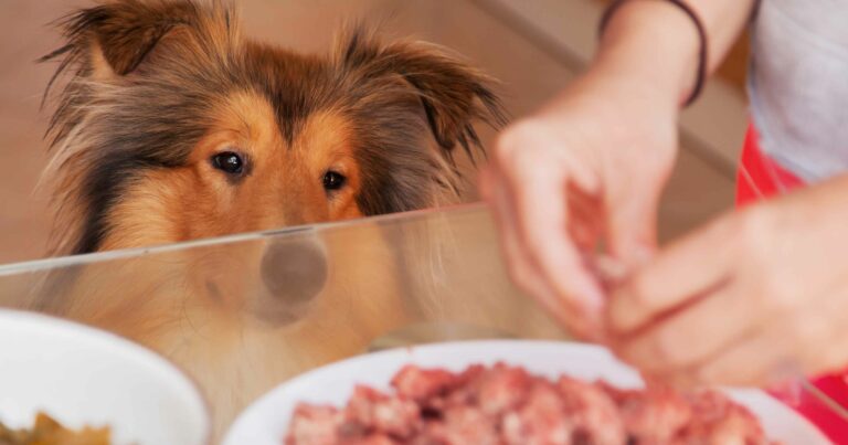 A Collie dog staring at food being prepared on a table.