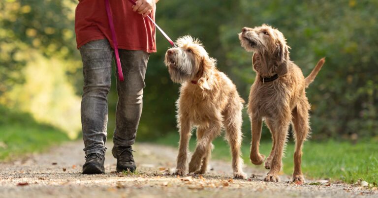 Two dogs walking through a park with their owner.