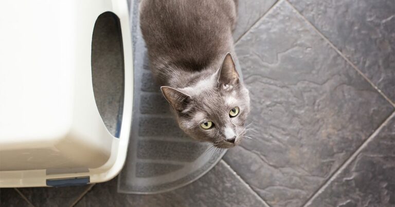 A gray cat standing next to a litter box looking up.