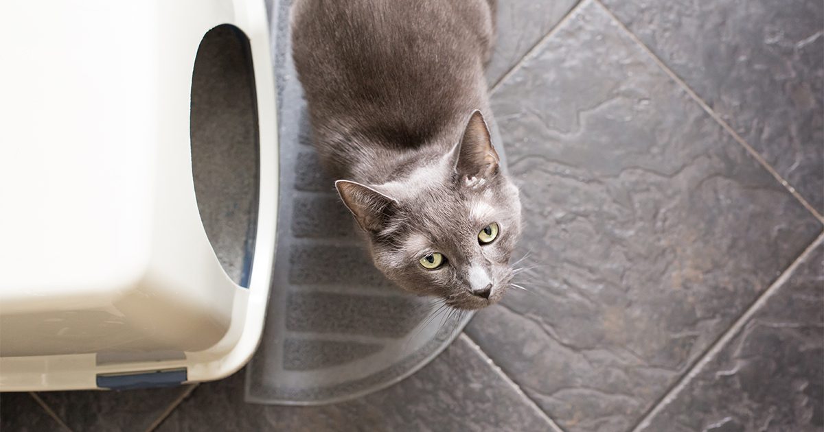 A gray cat standing next to a litter box looking up.