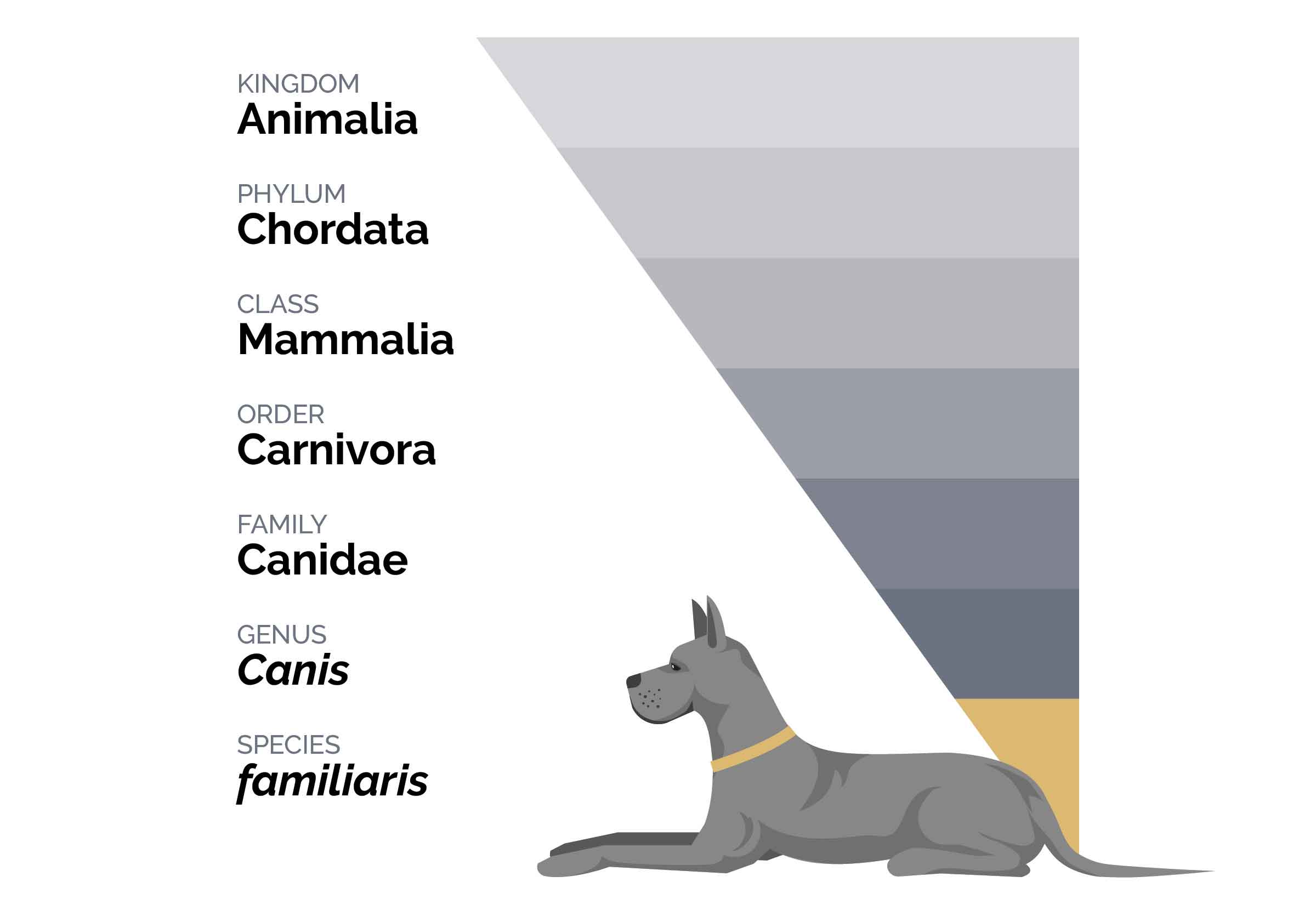 An interior graphic detailing the taxonomic hierarchy of dogs.