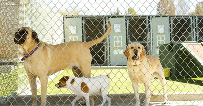 Three dogs standing behind a fence at a rescue shelter.
