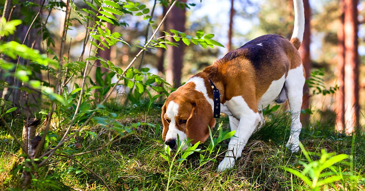 A beagle sniffing through grass in the woods.
